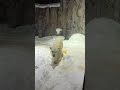 歩き回るホッキョクグマ　雪あかりの動物園 polar bear in asahiyama zoo.