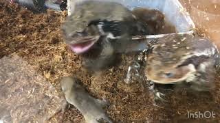 【カエル】🐸【閲覧注意】駆除せたネズミを襲うヒキガエル！