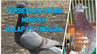 Makanan Burung Merpati Selain Jagung Biar Tambah Sehat