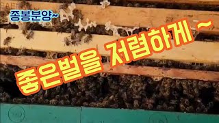 ((판매완료))만상벌! 가격도 좋은데 봉판도 좋네요 ~