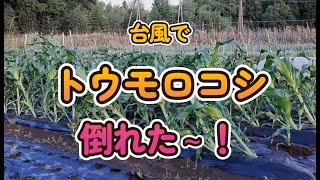 台風でトウモロコシが倒れました！立て直せるか？？根元から倒れたトウモロコシの立て直し方法はこれ！