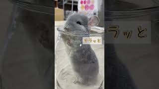 砂浴び大好き♪ふわふわなチンチラちゃん（熱帯倶楽部）