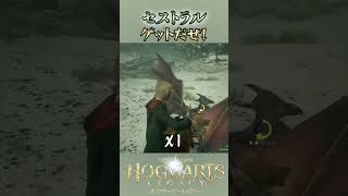 【ホグワーツレガシー】乱暴にセストラルゲット！w  #ホグワーツレガシー #hogwartslegacy  #ハリーポッター  #きゅうch