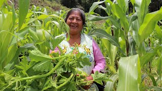 Voy al campo por guia tierna de calabaza para preparar un caldo, mis días en el rancho