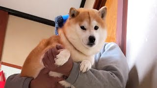 Shibe is carried