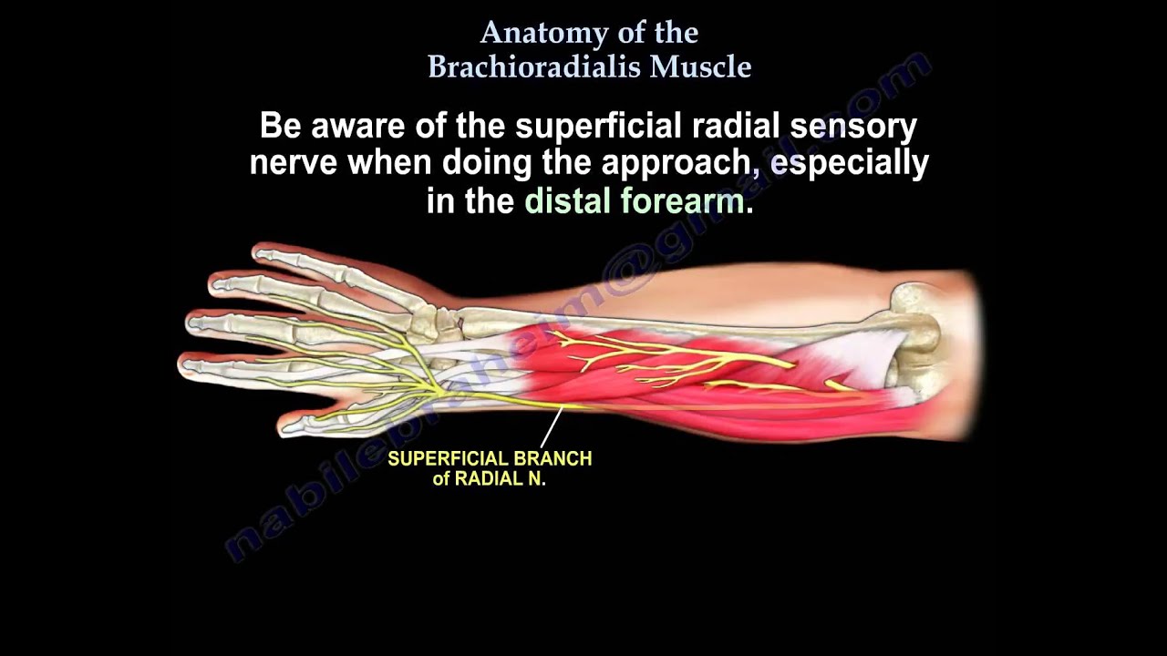 Brachioradialis Anatomy