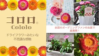 みんなの「コロロ」（スクエアVer.)　【サントリーフラワーズ】