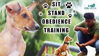 How to teach your Puppy to sit and stand basic obedience | chippiparai an indian breed | CFA MEDIA |