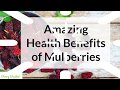 Amazing Health Benefits of Mulberries || Berry Basket