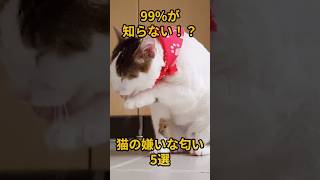 猫に好かれたいならやめて！猫の嫌いな匂い5選 #雑学 #動物 #ねこ #ネコ