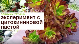 Эониумы эксперимент с цитокининовой пастой