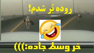 😂 وای خدای من آخه اون خر مگه نباید توی آغل باشه الآن 😂 کلا هیچی سر جاش نیس 😂 خر تو خر یعنی همین 😂