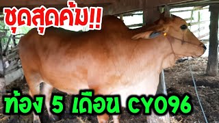 ชุดสุดคุ้ม!! สำหรับเกษตรกร ขายวัวท้อง 5 เดือน CY096 จัดแบบแพ็คคู่ไปเลย ซื้อ 2 อาจได้ 4 ที่ อ.กระนวน