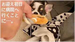 【お迎え初日】やんちゃなチワワの子犬をお迎え→はしゃぎ過ぎて病院へ