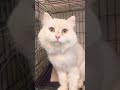 5.21 🌆里親応募がない子です😭 保護猫 可愛い猫 里親募集中子猫アゴはネコ