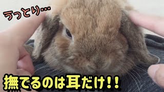 耳を撫でられてうっとり満足するうさぎ【A rabbit that likes to stroke its ears】