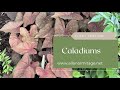 Caladiums