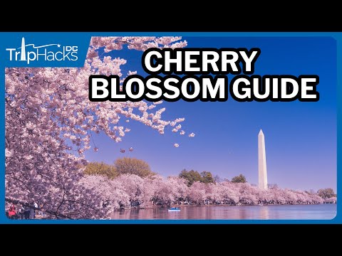 Visitors' Guide to Washington DC Cherry Blossoms