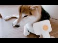 【柴犬】柴犬の換毛期　palfurグルーミングセット