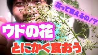 【どうなの！？】ウドの花を天ぷらで食べました♪