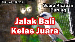 Suara Kicaun Burung Jalak Bali Kelas Juara Cocok Buat Masteran