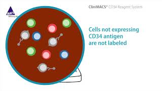 CliniMACS CD34 Reagent System