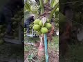 harvest coconut 🥥 #shorts #agriculture #fruit  #coconut #harvesting