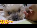 【ヨークシャテリア】色々な寝方のヨークシャテリア【yorkshire terrier】