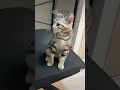 【お迎え64日目】2024 7 18 アメリカンショートヘア ねこ cat americanshorthaircat ねこのいる生活