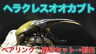 ヘラクレスオオカブト のペアリング～産卵セット～割出　　Hercules Beetle breeding method