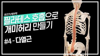 호흡에서 가장 중요한 근육! 호흡으로 알아보는 필라테스 해부학 #4 - 다열근 ㅣ퀸즈TV 해부학