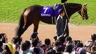 モズカッチャン、エリザベス女王杯のパドック。現地映像、京都競馬場