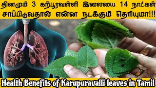 கற்பூரவள்ளி மருத்துவர் பயன்கள் | Karpuravalli leaf benefits in Tamil | uses of Omavalli Leaves |BTTL