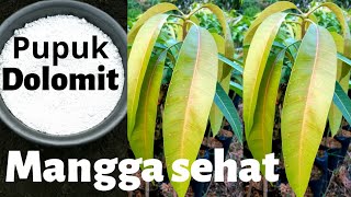 Kapan mangga diberikan pupuk dolomit,,?? agar cepat tumbuh sehat subur #dirumahsaja