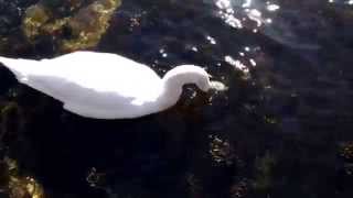 łabędź biały white swan norge oslo przyroda 4K UHD