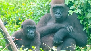 小金剛Ringo與阿姨Tayari🦍👶🏻 Ringo and his auntie Tayari#金剛猩猩 #gorilla