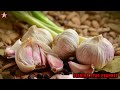 பூண்டு தினமும் இரவில் சாப்பிட்டால் வரும் பயன்கள் health benefits of garlic shining star channel