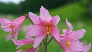 ヒメサユリ咲く 福島県南会津町高清水 2019・4K