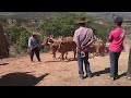 ox cart festival crossing a stream and climbing a mountain