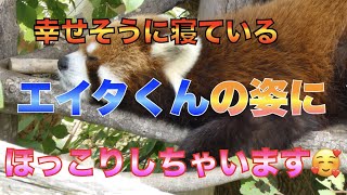 【円山動物園レッサーパンダ】幸せそうに寝ているエイタくんの姿にほっこりしちゃいます🥰