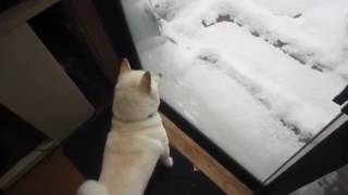 白柴『きなこ』雪のお庭をパトロール