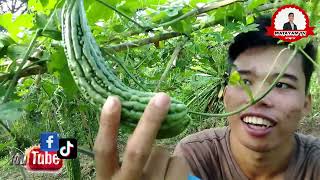 NEW 🌟 BAGONG HARVEST NA AMPALAYA ILAN KAYA|BUHAY PROBINSYA|MATAYAMTV06