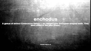 What does enchodus mean