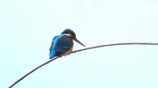 残堀川のカワセミ　2024.02.08　MVI_7634他  Kingfisher