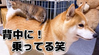 【子猫と柴犬】まさかの手乗りではなく犬乗り子猫になっちゃった様子はこちらです…笑