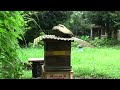 高床式の日本蜜蜂巣箱はスムシに強い？is the stilt japanese bee hive effective for honeycomb moth measures