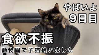 大変ご心配おかけしました！【猫の食欲不振】