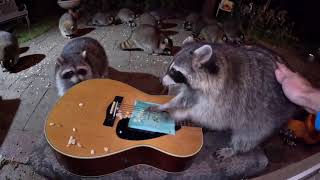 Can Raccoons Play Guitar? WATCH