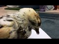 Pet Pigeon  the day she died - A Tale of a Rescued Disabled Animal