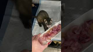 Ferret raw feeding - dinner time - part 3 of 3